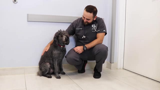 Комплексне неврологічне обстеження собак: покроковий посібник